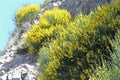 Yellow bushes of flowers growing