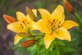 Yellow bushes of tiger lilies, two flowers and a few unopened buds against the backdrop of greenery Royalty Free Stock Photo