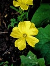 Yellow butiful flower 