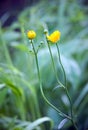 Yellow buttercup Royalty Free Stock Photo