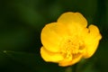 Yellow buttercup Royalty Free Stock Photo