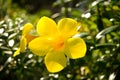 Yellow buttercup allamanda flower blossom