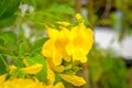 Yellow buttercup allamanda flower blossom