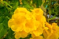 Yellow buttercup allamanda flower blossom