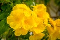 Yellow buttercup allamanda flower blossom