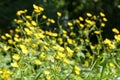 yellow buttercup Royalty Free Stock Photo