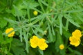 Yellow buttercup in ameadow Royalty Free Stock Photo