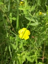 yellow Buttercup