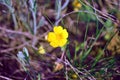 Yellow buttercup close up detail, blue-green and gray meadow grass bokeh background Royalty Free Stock Photo