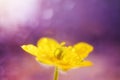 Yellow buttercup close-up, macro photo. Soft focus.