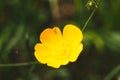 Yellow Buttercup Flower Close-Up Royalty Free Stock Photo