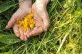 Yellow buttercup flower petals on a child`s palm in green grass, world environment day, horizontal