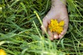 Yellow buttercup flower petals on a child`s palm in green grass, world environment day, horizontal