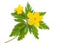 Yellow buttercup flower the spring Royalty Free Stock Photo