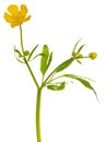 Yellow buttercup flower on white Royalty Free Stock Photo