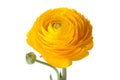 Yellow Buttercup flower Royalty Free Stock Photo