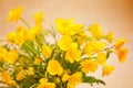 Yellow buttercup flowers Royalty Free Stock Photo