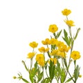 Yellow buttercup flowers bunch on white Royalty Free Stock Photo