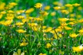 Yellow buttercup flowers meadow. Wildflower meadow with ranunculus polyanthemos.