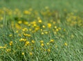 Yellow buttercup flowers Swedish summer field bokeh Royalty Free Stock Photo