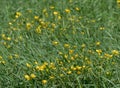 Yellow buttercup flowers Swedish summer field Royalty Free Stock Photo