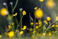 Yellow buttercup meadow Royalty Free Stock Photo