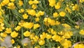 Yellow buttercup Ranunculus acris flowers in meadow among green grass