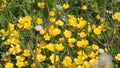 Yellow buttercup Ranunculus acris flowers in meadow among green grass