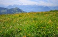 Yellow Buttercup Wildflowers in meadow with blurred background of Panoramic Landscape View of mountain ranges from Rigi Kulm Royalty Free Stock Photo