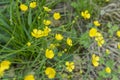 Yellow buttercups background Royalty Free Stock Photo