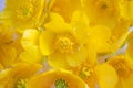 Yellow buttercups close up. Vivid image, copy space.