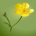 Yellow buttercups flower