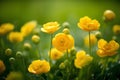 Yellow buttercups ( ranunculus) in the meadow