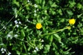 Yellow buttercups and tumbleweed white small flowers close up, green meadow grass soft bokeh background