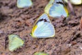 Yellow butterflies feeding on minerals on the ground Royalty Free Stock Photo