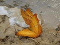 Yellow butterflies with the fish scales on sand