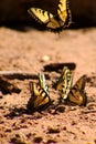 Yellow butterflies on the ground. Royalty Free Stock Photo