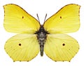 Yellow butterfly