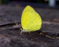 Yellow butterfly Royalty Free Stock Photo