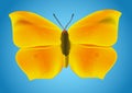 Yellow butterfly