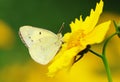 Yellow butterfly