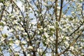 Yellow butterfly in apple flowers