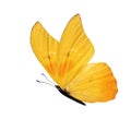 Yellow butterfly