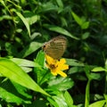 yellow butterfly and beautifull flowers