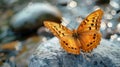 Yellow butterfly with black spots is sitting on the ground. Close up view Royalty Free Stock Photo