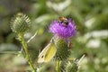 Yellow butterfly and bumblebee on a beautiful burdock flower