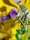Yellow butterfly, bumblebee on a purple thistel flower
