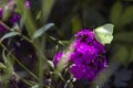 A yellow butterfly close-up on a crimson carnation flower feeds on nectar on a sunny summer day