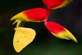 Yellow butterfly close-up sitting upside down on the hanging tropical flower Heliconia