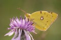 Yellow butterfly Royalty Free Stock Photo